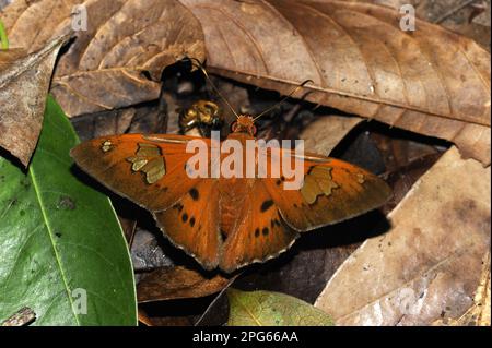 Skipper Butterfly (Hesperiidae), andere Tiere, Insekten, Schmetterlinge, Tiere, Euribates Scharlachauge (Dyscophellus euribates), Erwachsener, auf Blatt ruhend Stockfoto