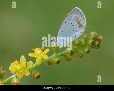 Short-Tailed Blue (Everes Argiades), männlicher Erwachsener, auf Agrimony (Agrimonia eupatoria) mit Morgentau, Frankreich Stockfoto