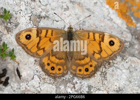 Wall Brown (Lasiommata megera), Erwachsener, sonnig auf Kalksteinklippen, Gower Peninsula, West Glamorgan, South Wales, Großbritannien Stockfoto