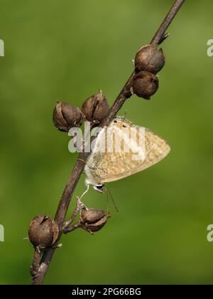 Langschwanzblau (Lampides boeticus), Erwachsener, ruhend auf weißem Asphodel (Asphodelus albus), Griechenland Stockfoto