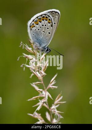 White Clover Blue, Argus Blue, Silberbesatz Blues (Plebejus argus), Argus Blue, andere Tiere, Insekten, Schmetterlinge, Tiere, silberne Blau Stockfoto