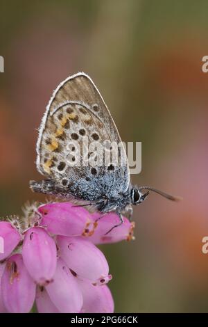 Silberbesetztes Blau (Plebejus argus), Erwachsener, Unterseite, ruht auf Blüten in Heideland, Surrey, England, Großbritannien Stockfoto