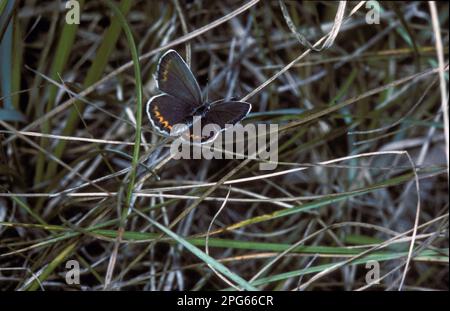 Schmetterling mit Gossamerflügel (Lycaenidae), andere Tiere, Insekten, Schmetterlinge, Tiere, Reverdin's Blue (Lycaeides argyrognomon) weiblich, oberer Flügel Stockfoto