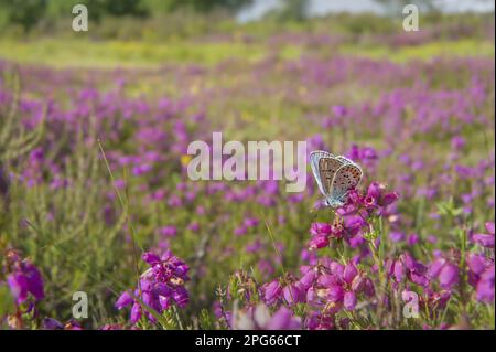 Silberbesetztes Blau (Plebejus argus), männlich, männlich, ruhend auf Blüten von Bell Heather (Erica cinerea) im Habitat, Prees, Shropshire, England, United Stockfoto