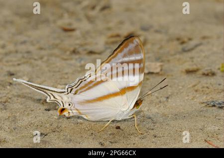 Schmetterlinge mit Pinselfuß (Nymphalidae), andere Tiere, Insekten, Schmetterlinge, Tiere, Orsilochus Daggerwing (Marpesia orsilochus), Erwachsener, trinkend Stockfoto