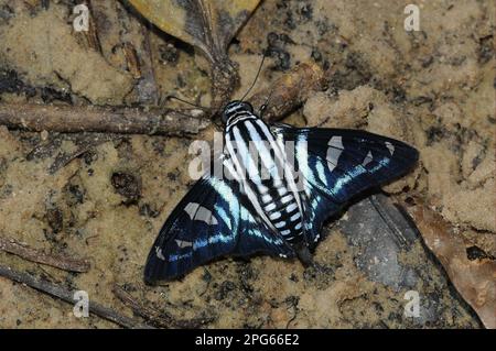 Skipper Butterfly (Hesperiidae), andere Tiere, Insekten, Schmetterlinge, Tiere, Fallax Skipper (Jemadia fallax), Erwachsener, ruht auf sandigem Boden, Alta Stockfoto