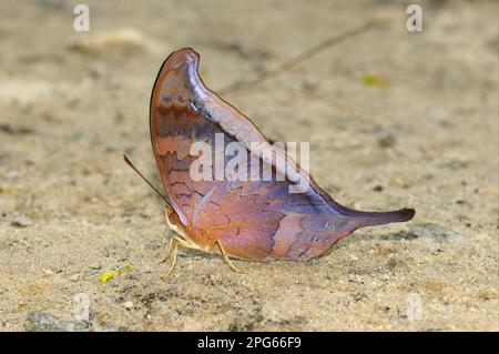 Schmetterlinge mit Pinselfuß (Nymphalidae), andere Tiere, Insekten, Schmetterlinge, Tiere, Tutelina Daggerwing Butterfly (Marpesia tutelina), Erwachsener, Fütterung Stockfoto