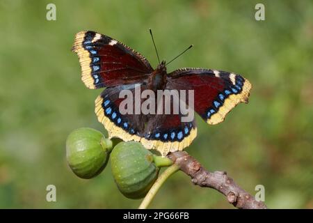 Camberwell Beauty (Nymphalis antiopa), Erwachsener, sonnenbaden von Gemeiner Feige (Ficus carica), Italienische Alpen, Italien Stockfoto