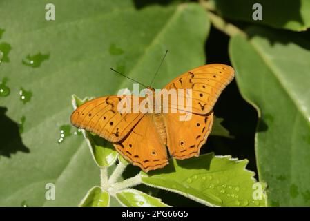 Andere Tiere, Insekten, Schmetterlinge, Tiere, ausgewachsener Mann des Cruiser (Vindula arsinoe), ruht in Queensland, Australien Stockfoto