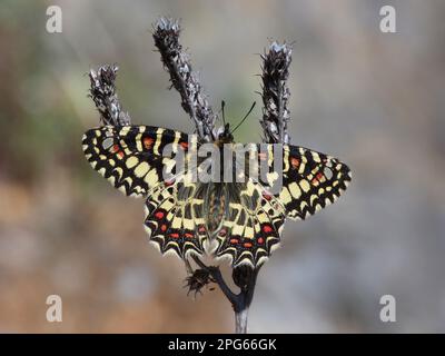 Spanische Festoon (Zerynthia rumina), männlich, ausgewachsen, auf trockenen Samenköpfen ruht, Andalusien, Spanien Stockfoto