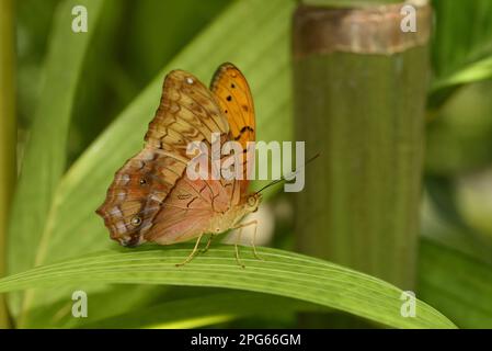 Andere Tiere, Insekten, Schmetterlinge, Tiere, ausgewachsener Mann des Cruiser (Vindula arsinoe), ruht in Queensland, Australien Stockfoto