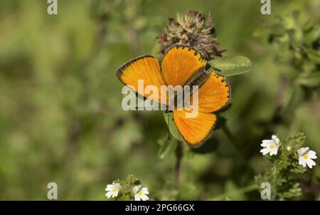 Schmetterling mit Gossamerflügel (Lycaenidae), andere Tiere, Insekten, Schmetterlinge, Tiere, Seltenes Kupfer (Lycaena virgaureae), männlich, sonnig Stockfoto