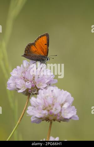 Schmetterling mit Gossamerflügel (Lycaenidae), andere Tiere, Insekten, Schmetterlinge, Tiere, Balkankupfer (Lycaena Candens), männlich, auf Blume ruhend Stockfoto