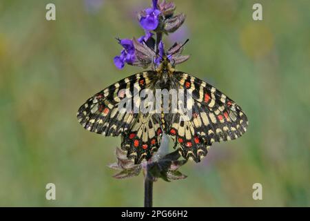 Spanische Festoon (Zerynthia rumina), Erwachsene, Fütterung von Blüten, Baracina, Portalegre District, Alentejo, Portugal Stockfoto