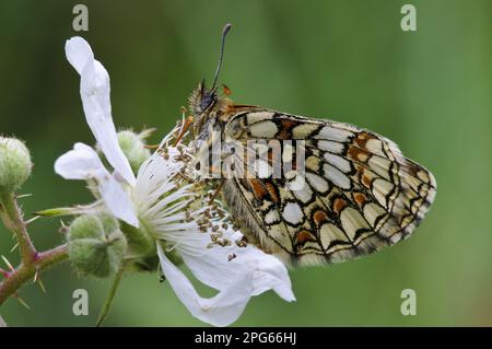 Heath Fritillary (Melitaea athalia), Erwachsener, ruht auf Bromblume im Wald, East Blean Woods National Nature Reserve, Kent, England, United Stockfoto