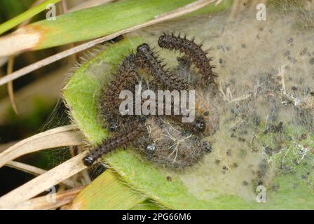 Marsh Fritillary (Euphydryas aurinia) Caterpillar, Gruppe im Internet zu Devil's-bit Scabious (Succisa pratensis) Food plant in rhos Pasture, Welsh Moor Stockfoto