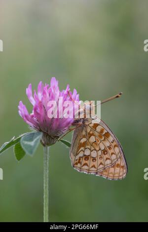 Niobe fritillary (Argynnis niobe), Medium Fritillary (Nymphalidae), andere Tiere, Insekten, Schmetterlinge, Tiere, Niobe Fritillary, erwachsen, ruhen sich aus Stockfoto