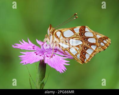 Königin von Spanien Fritillar (Issoria lathonia), Erwachsener, mit karthusischer rosa Blume (Dianthus carthusianorum), Cannobina-Tal, italienische Alpen Stockfoto