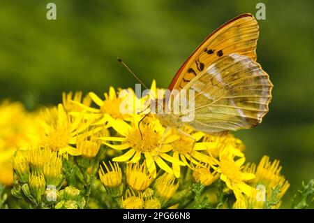 Silbergewaschene Fritillare (Argynnis Paphia), Erwachsene, Fütterung von Ragwürzen (Senecio sp.) Flowers, Southwater Woods, West Sussex, England, Vereinigtes Königreich Stockfoto