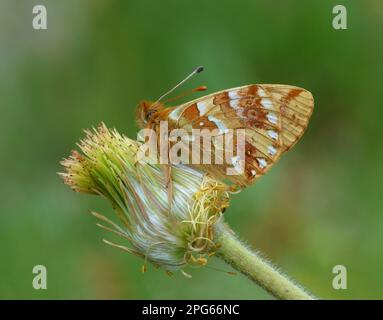 Nephrotom (blass), Schäferfritillar (Boloria blales), Hochalpenmotte, andere Tiere, Insekten, Schmetterlinge, Tiere, Shepherd's Fritillary Stockfoto