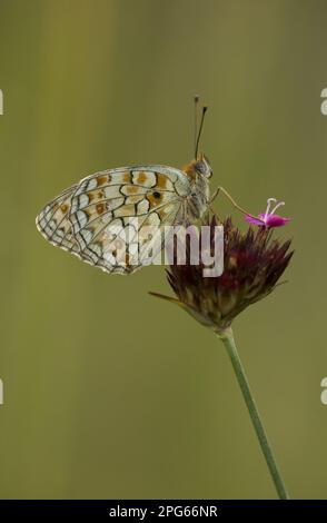 Niobe fritillary (Argynnis niobe), Medium Fritillary (Nymphalidae), andere Tiere, Insekten, Schmetterlinge, Tiere, Niobe Fritillary, erwachsen, ruhen sich aus Stockfoto