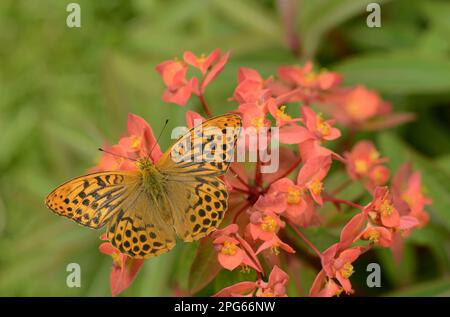 Silbersilber-gewaschene Fritillar (Argynnis Paphia), männlicher Erwachsener, der auf Blüten des Saures ruht (Euphorbia sp.), Oxfordshire, England, Vereinigtes Königreich Stockfoto