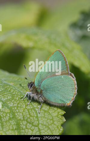 Green Hairstreak (Callophrys rubi), männlicher Erwachsener, auf Blattfedern sonnig, Powys, Wales, Vereinigtes Königreich Stockfoto