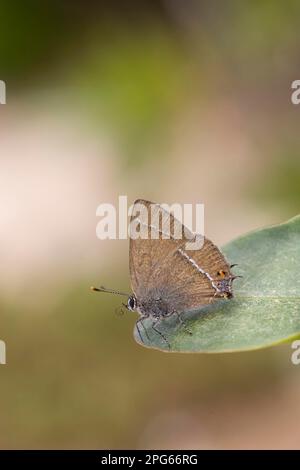 Blue-Fleck Hairstreak Erwachsener, ruht auf Portugal, Gossamer-geflügelter Schmetterling (Lycaenidae), andere Tiere, Insekten, Schmetterlinge, Tiere Stockfoto