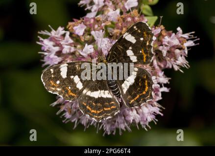 Karte Schmetterling (Araschnia levana) zweite Generation (forma prorsa) Erwachsener, Fütterung von Majoranblüten, Frankreich Stockfoto