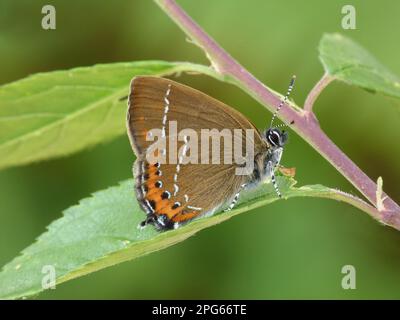 Schwarze Haarsträhne (Satyrium pruni), ausgewachsen, auf Blättern von Schwarzdorn (Prunus spinosa), Northamptonshire, England, Vereinigtes Königreich Stockfoto