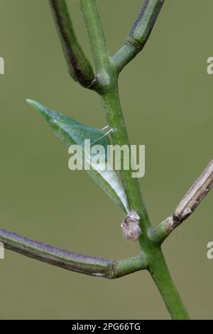 Orangenspitze (Anthocharis cardamines) Grüne Form von Pupa, am Knoblauchsenfellstiel (Alliaria petiolata) im Garten, Leicestershire, England Stockfoto