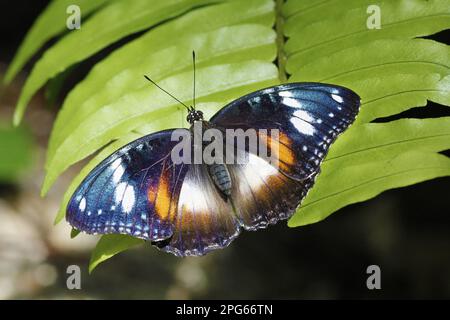 Großer Eierfliege (Hypolimnas bolina), Erwachsene Frau, ruht auf Blatt, Atherton Tableland, große Trennlinie, Queensland, Australien Stockfoto