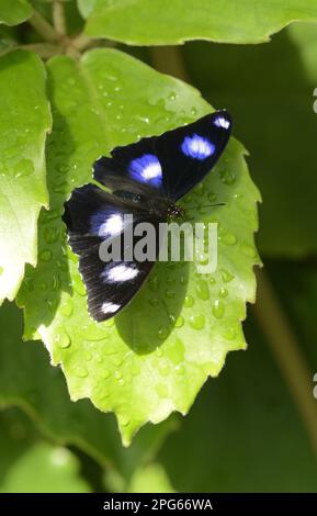 Andere Tiere, Insekten, Schmetterlinge, Tiere, Gemeiner Eierfliege (Hypolimnas bolina), männlich, ausgewachsen, ruht in Queensland, Australien Stockfoto