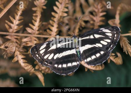 Neptis aceris, Schwarzbraun-Mourner, Schwarzbraun-Trauerinnen (Nymphalidae), andere Tiere, Insekten, Schmetterlinge, Tiere, Gleiter (Neptis sappho) Stockfoto