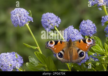 Europäischer Pfau (Inachis io), ausgewachsen, Fütterung der Blumen von kalifornischem Flieder (Ceanothus arboreus) im Garten, England, Vereinigtes Königreich Stockfoto