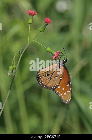 Königin Schmetterling (Danaus gilippus jamaicensis), Erwachsener, Fütterung von Blume, Black River, Jamaika Stockfoto