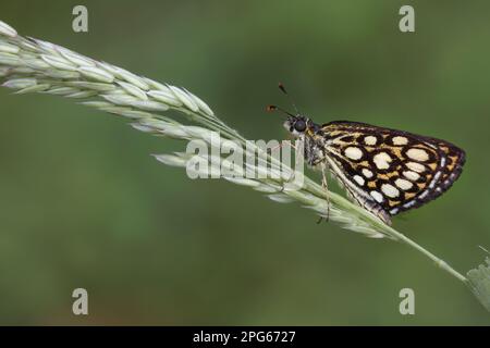 Großer, karierter, großer, karierter Kapitän (Heteropterus morpheus), Erwachsene Frau, Unterseite, ruht auf falschem hohen Hafergras (Arrhenatherum elatius) Stockfoto