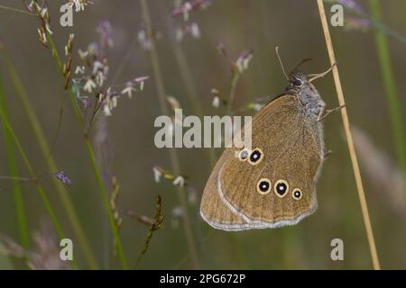 Ringlet (Aphantopus hyperantus), Erwachsener, ruhend bei Gras, Powys, Wales, Vereinigtes Königreich Stockfoto