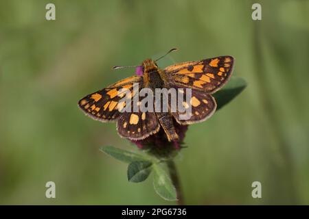 Käseführer (Carterocephalus palaemon), männlicher Erwachsener, Fütterung der Blume von Rotklee (Trifolium pratense), italienische Alpen, Italien Stockfoto