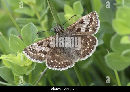 Dingy Skipper (Erynnis tages), Erwachsener, ruhend auf STEM, Warwickshire, England, Großbritannien Stockfoto