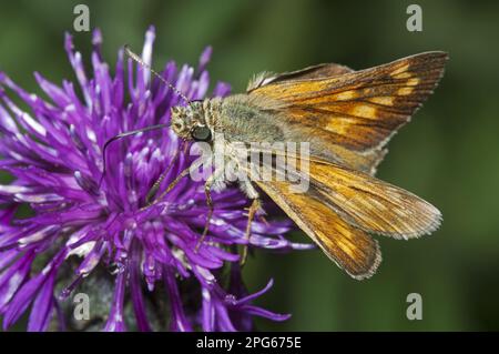 Großer großer Kapitän (Ochlodes venatus), Erwachsener, Fütterung von Blumen, Kent, England, Sommer Stockfoto