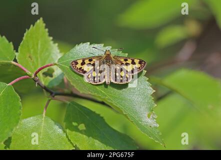 Northern Chequered Skipper (Carterocephalus silvicolus), Erwachsener, auf Blatt ruhend, Alutaguse Forest, Ida-Viru County, Estland Stockfoto