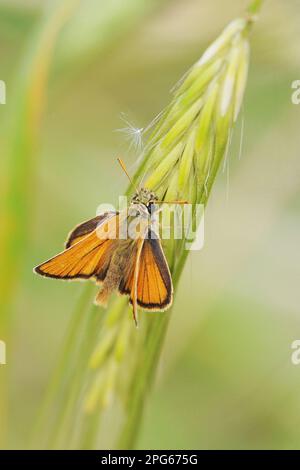 Kleiner Kapitän (Thymelicus sylvestris), Ochre Brown Fritillary, Brown Fritillary, Ochre Brown Fritillary, andere Tiere, Insekten, Schmetterlinge Stockfoto