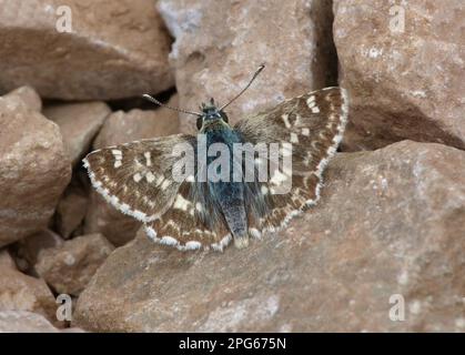 Skipper Butterfly (Hesperiidae), andere Tiere, Insekten, Schmetterlinge, Tiere, Sage sage Skipper (Muschampia proto) männlich, sonnig auf Steinen Stockfoto