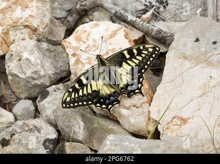 Korsischer Schwalbenschwanz (Papilio Hospiton), Erwachsener, ruht auf Felsen in den Bergen, Sardinien, Italien Stockfoto