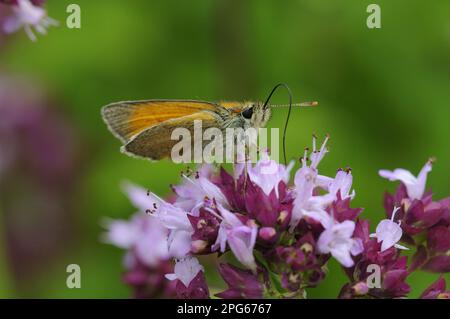 Small skipper (Thymelicus sylvestris), Ochre Brown Fritillary, Brown Fritillary, Ochre Brown Fritillary, Other Animals, Insects, Butterflies Stock Photo