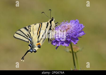 Papilio podalirius, Schwalbenschwanz, Ritterfalter, andere Tiere, Insekten, Schmetterlinge, Tiere, seltener Schwalbenschwanz (Iphiclides podalirius), Erwachsene Stockfoto