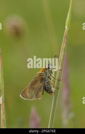 Kleiner Kapitän (Thymelicus sylvestris), Ochre Brown Fritillary, Brown Fritillary, Ochre Brown Fritillary, andere Tiere, Insekten, Schmetterlinge Stockfoto