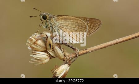 Skipper Butterfly (Hesperiidae), andere Tiere, Insekten, Schmetterlinge, Tiere, Lyell's Swift (Pelopidas Lyelli), Erwachsener, auf trockener Vegetation Stockfoto