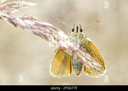 Kleiner Kapitän (Thymelicus sylvestris), Ochre Yellow Fritillary, Brown Fritillary, Ochre Yellow Fritillary, andere Tiere, Insekten, Schmetterlinge Stockfoto